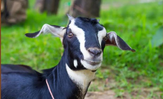 Goat Farm 4