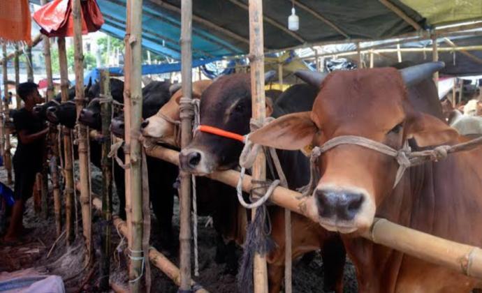 Cow Trading - 2