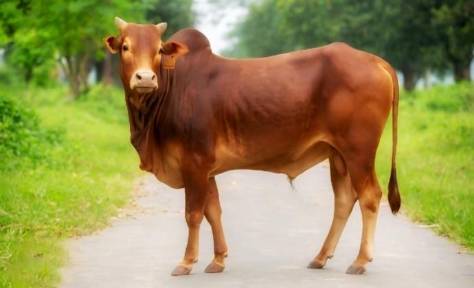 Cow Trading 3