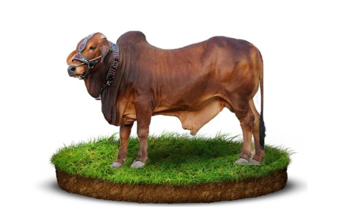 Zayan Farm LTD - Project Details